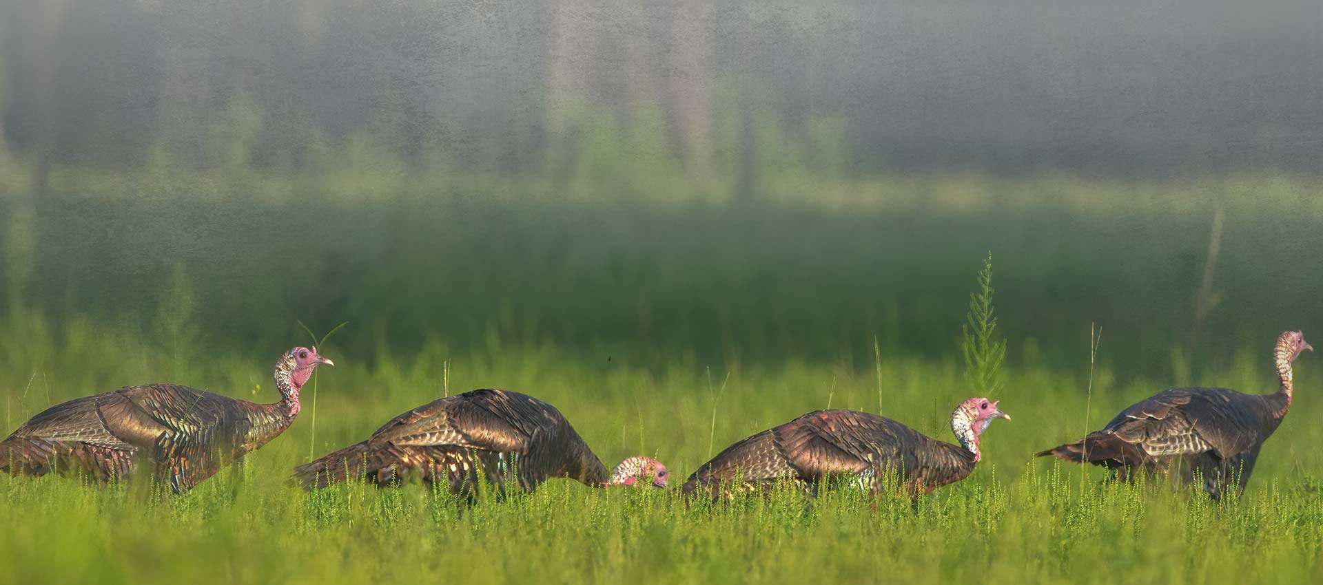 Florida Osceola Turkey Hunts Florida Osceola Turkey Hunts